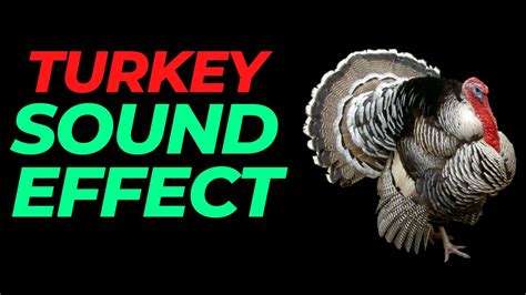 Unleash the power of Hs strut black majic on your next turkey hunt